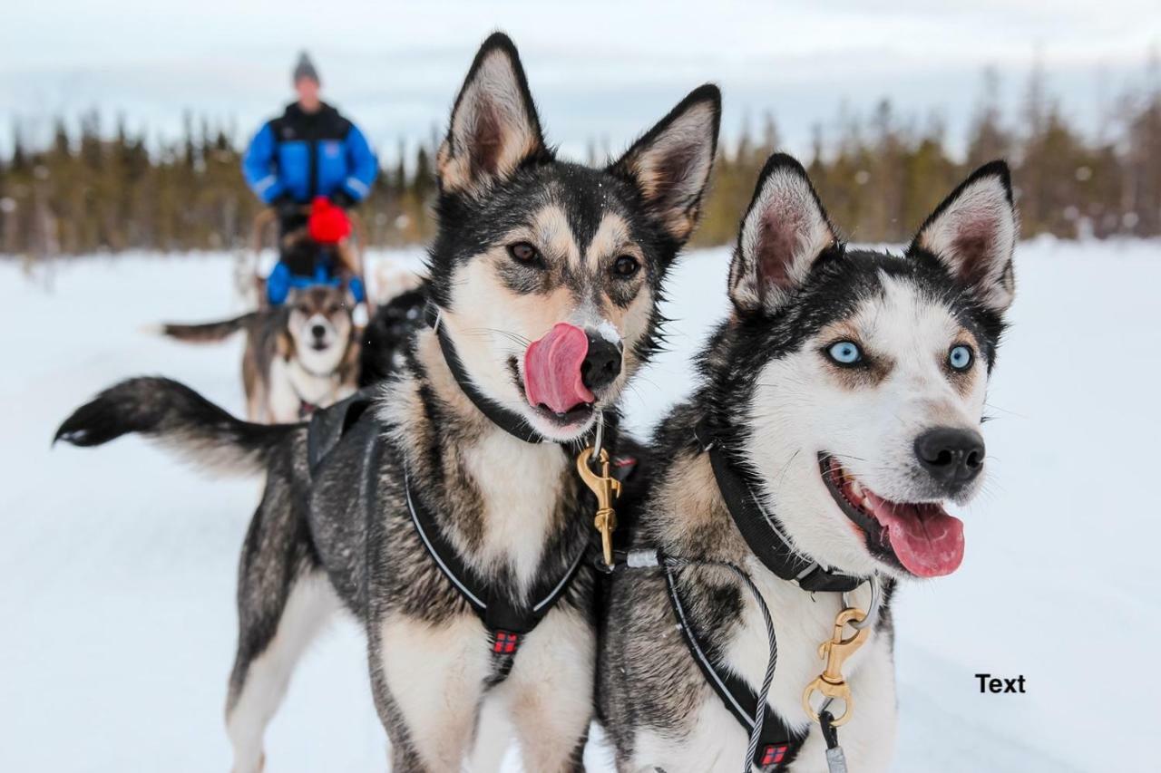 Arctic Resort Delight Rovaniemi Ngoại thất bức ảnh